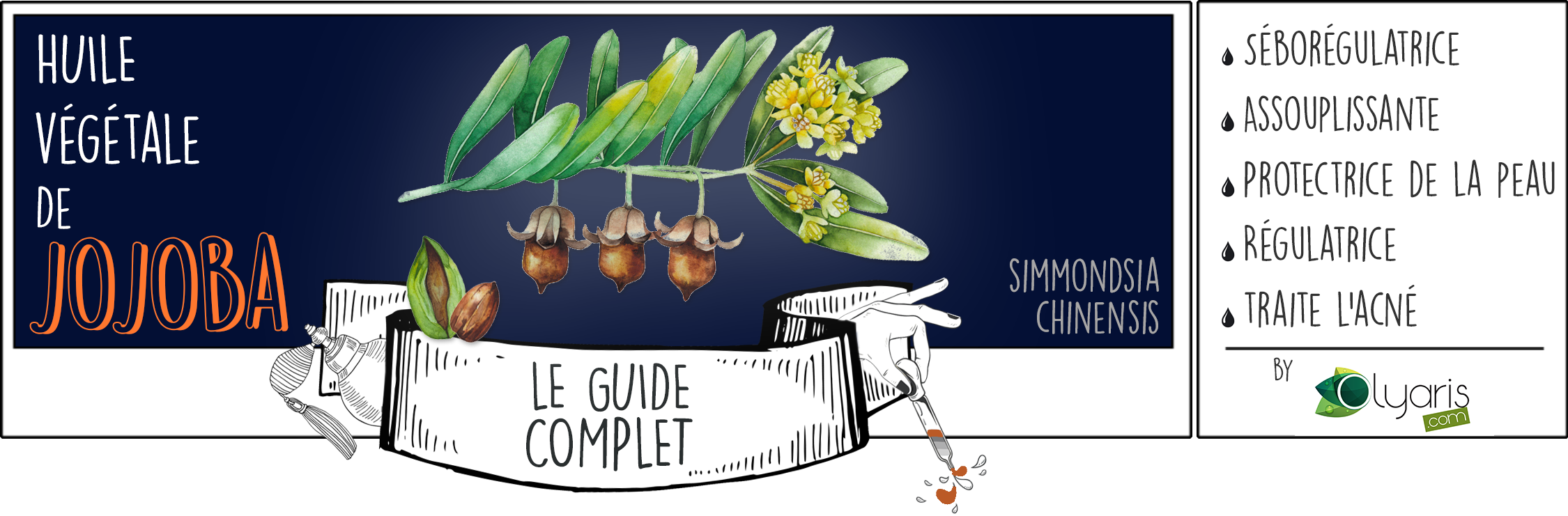 Huile Végétale de Jojoba : le Guide d'Utilisation Complet - Olyaris